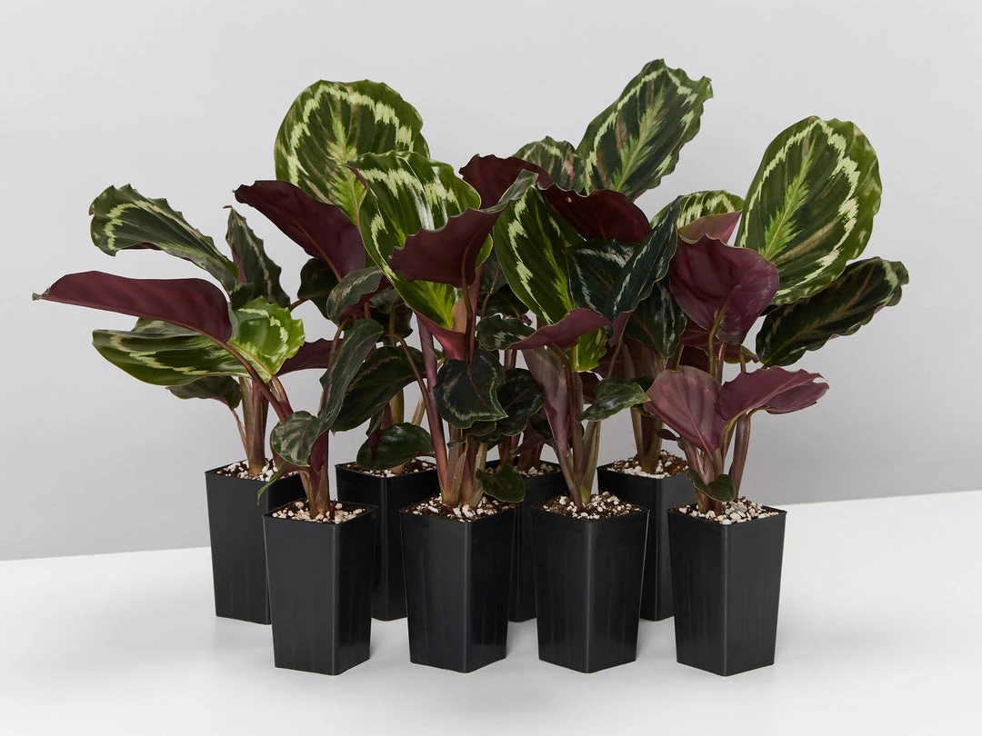 Indoor Garden Calathea Roseopicta Medallion Pet-friendly Indoor Plants 3 Indoor Garden Calathea Roseopicta Medallion Pet-friendly Indoor Plants