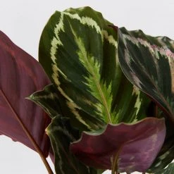 Indoor Garden Calathea Roseopicta Medallion Pet-friendly Indoor Plants