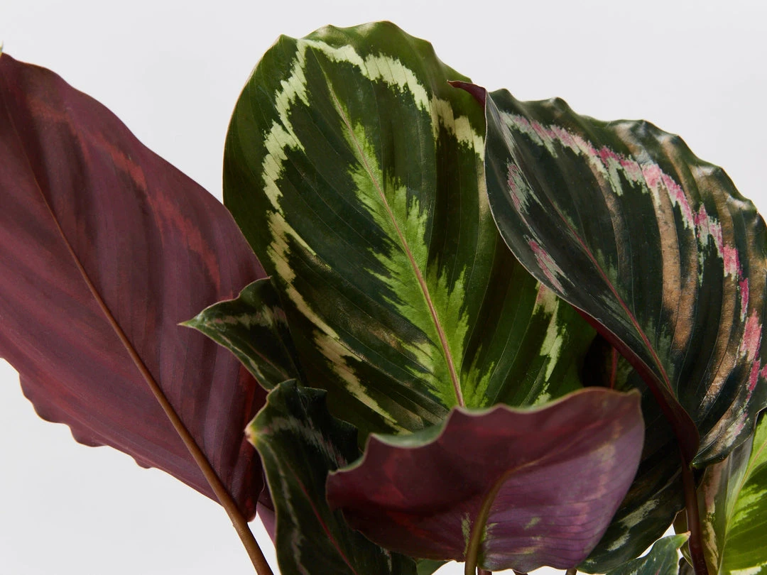Indoor Garden Calathea Roseopicta Medallion Pet-friendly Indoor Plants 4 Indoor Garden Calathea Roseopicta Medallion Pet-friendly Indoor Plants