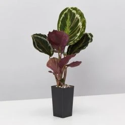 Indoor Garden Calathea Roseopicta Medallion Pet-friendly Indoor Plants 11 Indoor Garden Calathea Roseopicta Medallion Pet-friendly Indoor Plants