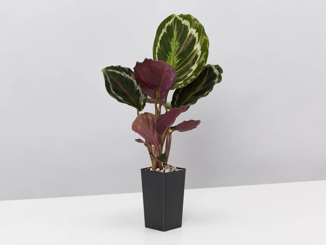 Indoor Garden Calathea Roseopicta Medallion Pet-friendly Indoor Plants 6 Indoor Garden Calathea Roseopicta Medallion Pet-friendly Indoor Plants