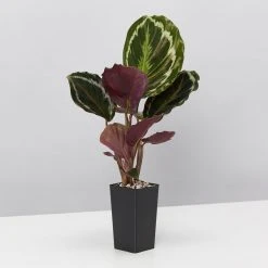 Indoor Garden Calathea And Ctenanthe Houseplant Pack