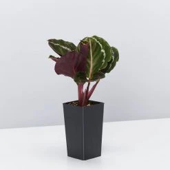 Indoor Garden Air Purifying Rainbow 🔔 Box - Indoor 25 Indoor Garden Air Purifying Rainbow ???? Box - Indoor