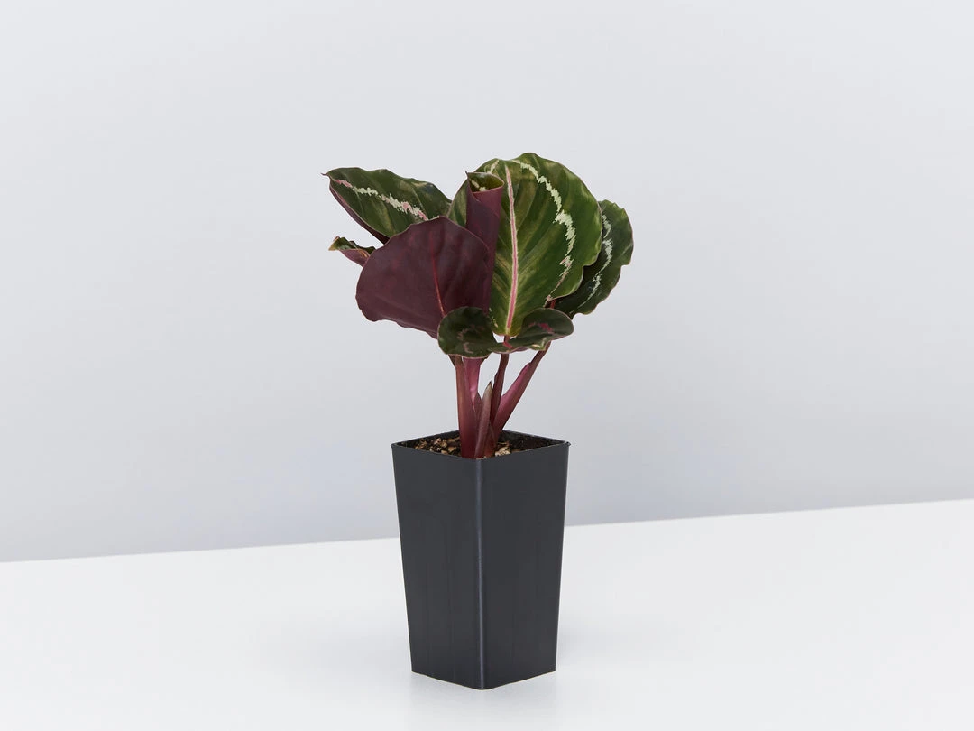 Indoor Garden The Teachers Classroom Houseplant Pack 12 Indoor Garden The Teachers Classroom Houseplant Pack