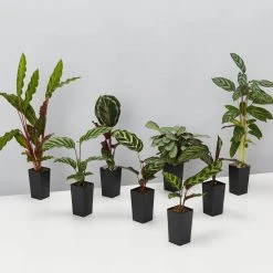 Indoor Garden Calathea And Ctenanthe Houseplant Pack