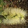 Shrubs Callistemon Viminalis Wilderness White