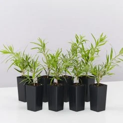 Shrubs Callistemon Viminalis Dwarf