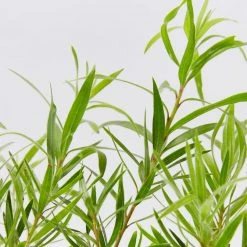 Shrubs Callistemon Viminalis Dwarf