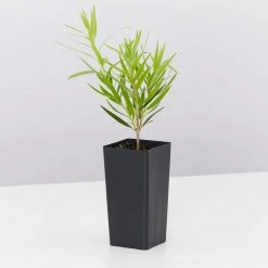 Shrubs Callistemon Viminalis Dwarf