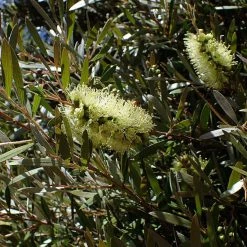 Shrubs Mixed Callistemon Box 12 Shrubs Mixed Callistemon Box