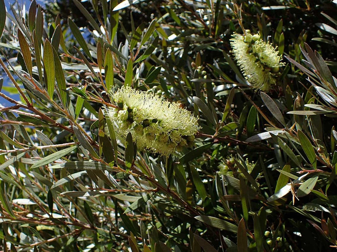 Shrubs Mixed Callistemon Box 6 Shrubs Mixed Callistemon Box