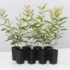 Ozbreed Callistemon Candy Burst ‘CNU06’ PBR 2 Ozbreed Callistemon Candy Burst ‘CNU06’ PBR