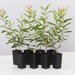 Ozbreed Callistemon Candy Burst ‘CNU06’ PBR