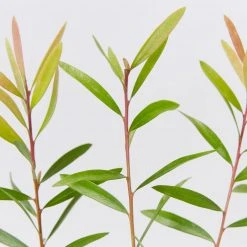 Ozbreed Callistemon Candy Burst ‘CNU06’ PBR 9 Ozbreed Callistemon Candy Burst ‘CNU06’ PBR