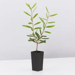 Ozbreed Callistemon Candy Burst ‘CNU06’ PBR 10 Ozbreed Callistemon Candy Burst ‘CNU06’ PBR