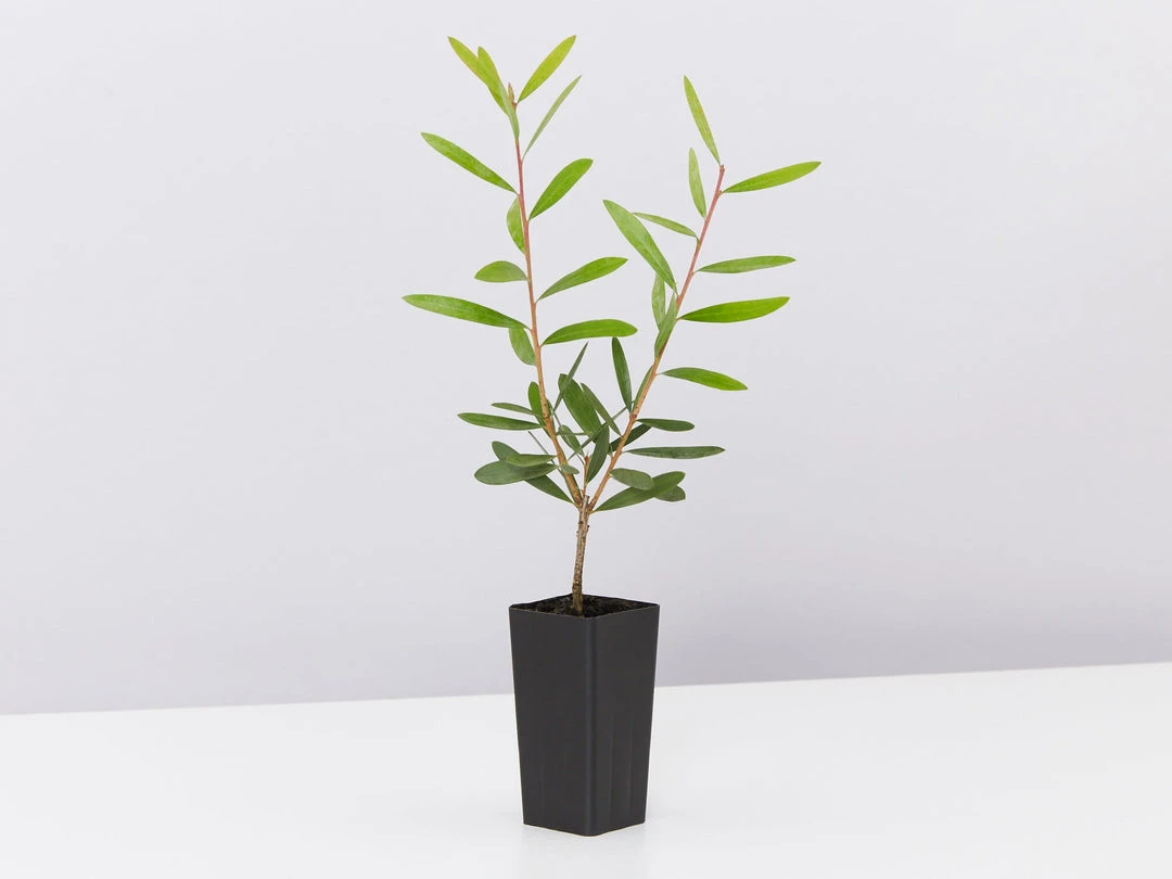 Ozbreed Callistemon Candy Burst ‘CNU06’ PBR 6 Ozbreed Callistemon Candy Burst ‘CNU06’ PBR