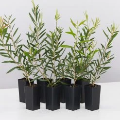 Shrubs Callistemon Candy Pink Bottlebrush Box