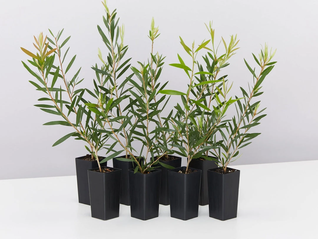 Shrubs Callistemon Candy Pink Bottlebrush Box