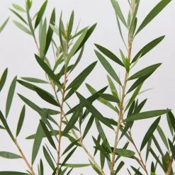 Shrubs Callistemon Candy Pink Bottlebrush Box