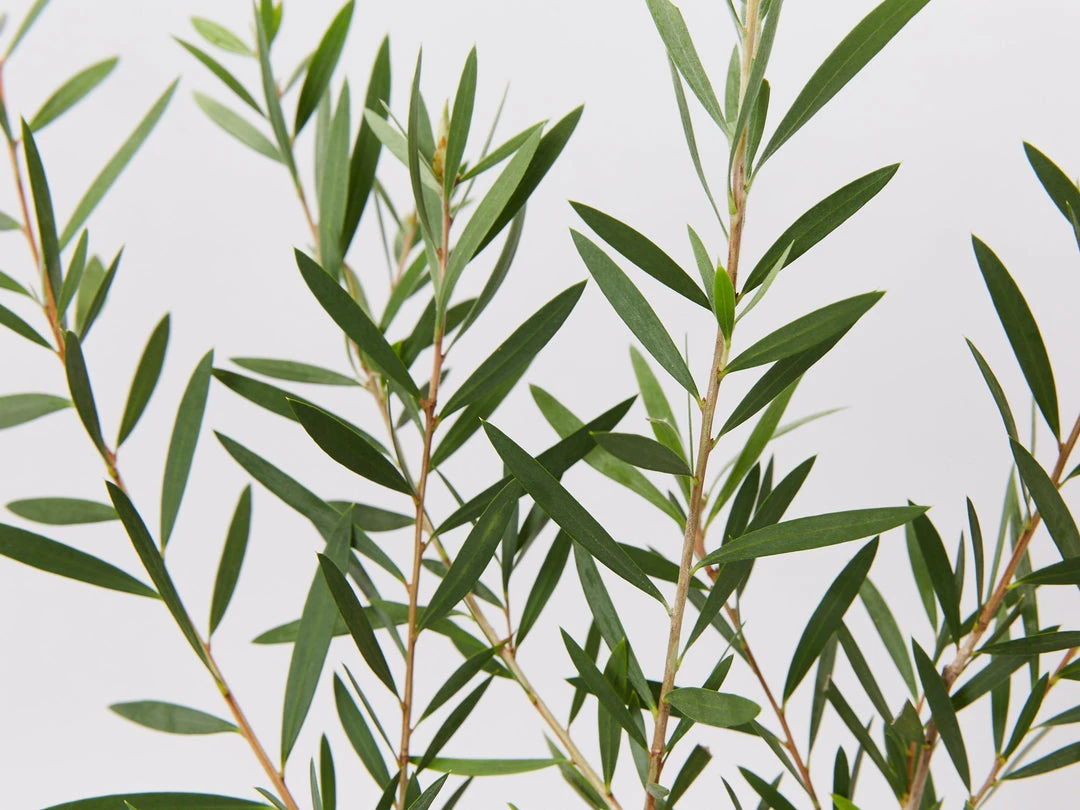 Shrubs Callistemon Candy Pink Bottlebrush Box