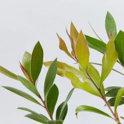 Shrubs Callistemon Citrinus Endeavour Full Sun