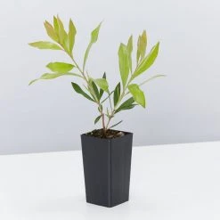 Shrubs Callistemon Citrinus Endeavour Full Sun