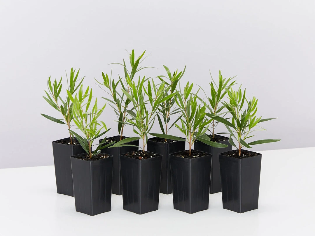 Shrubs Callistemon Viminalis Hannah Ray Full Sun