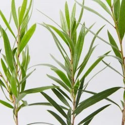 Shrubs Callistemon Viminalis Hannah Ray Full Sun