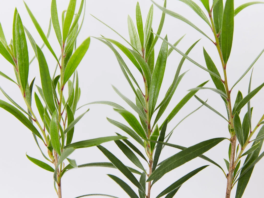 Shrubs Callistemon Viminalis Hannah Ray Full Sun