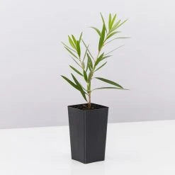 Shrubs Callistemon Viminalis Hannah Ray Full Sun