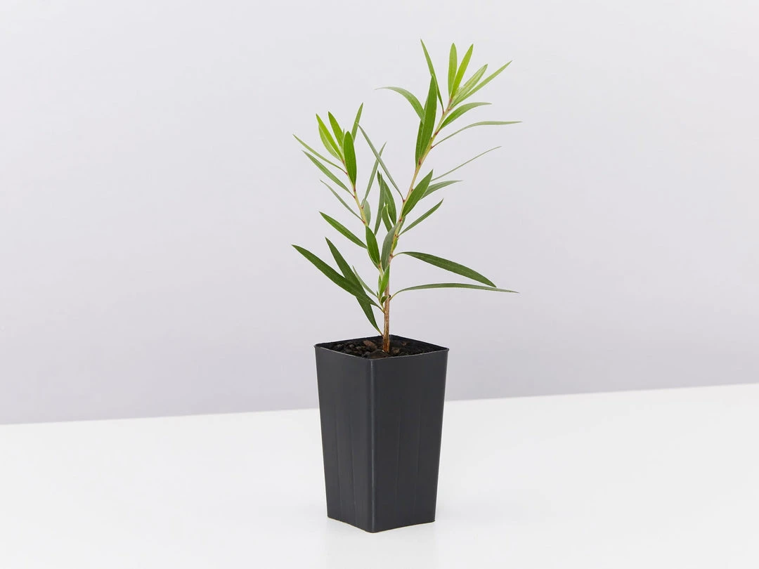 Shrubs Callistemon Viminalis Hannah Ray Full Sun