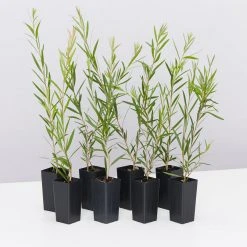 Shrubs Callistemon Injune Pink