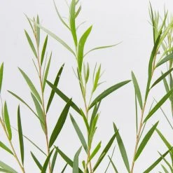 Shrubs Callistemon Injune Pink