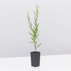 Shrubs Callistemon Injune Pink