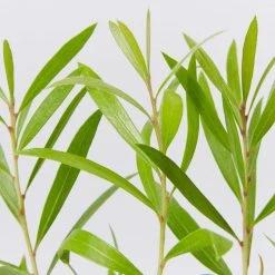 Shrubs Hedging Plants Callistemon Kings Park Special Plant Pack