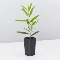 Shrubs Hedging Plants Callistemon Kings Park Special Plant Pack