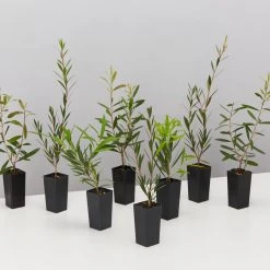 Shrubs Mixed Callistemon Box