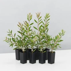 Shrubs Callistemon Purple Splendour