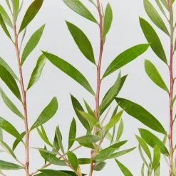 Shrubs Callistemon Purple Splendour