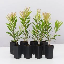 Ozbreed Callistemon Snow Burst ‘CNU07’ PBR Shrubs