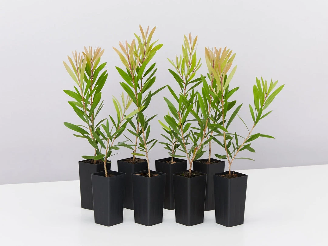 Ozbreed Callistemon Snow Burst ‘CNU07’ PBR Shrubs 4 Ozbreed Callistemon Snow Burst ‘CNU07’ PBR Shrubs