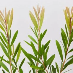 Ozbreed Callistemon Snow Burst ‘CNU07’ PBR Shrubs 9 Ozbreed Callistemon Snow Burst ‘CNU07’ PBR Shrubs