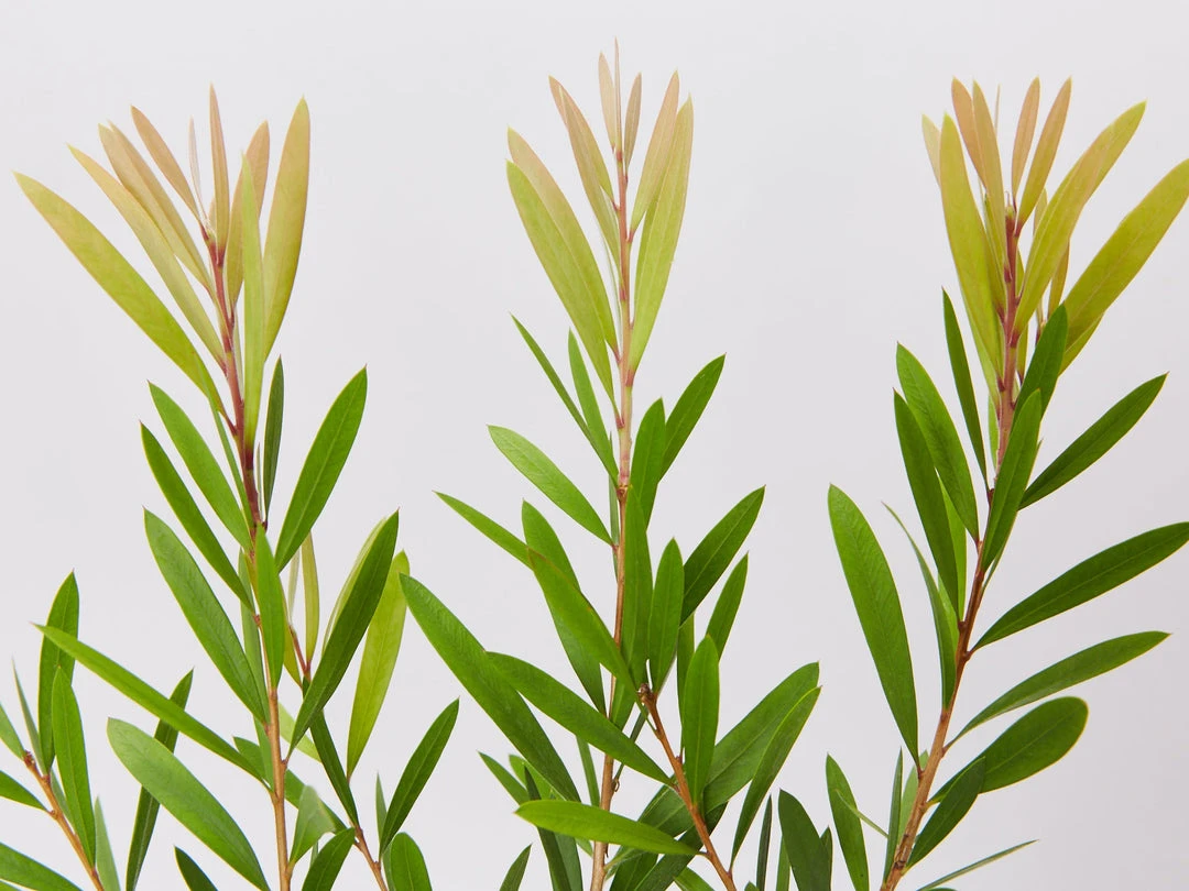 Ozbreed Callistemon Snow Burst ‘CNU07’ PBR Shrubs 5 Ozbreed Callistemon Snow Burst ‘CNU07’ PBR Shrubs