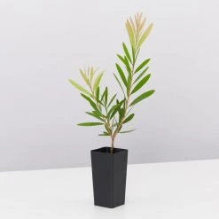 Ozbreed Callistemon Snow Burst ‘CNU07’ PBR Shrubs 10 Ozbreed Callistemon Snow Burst ‘CNU07’ PBR Shrubs