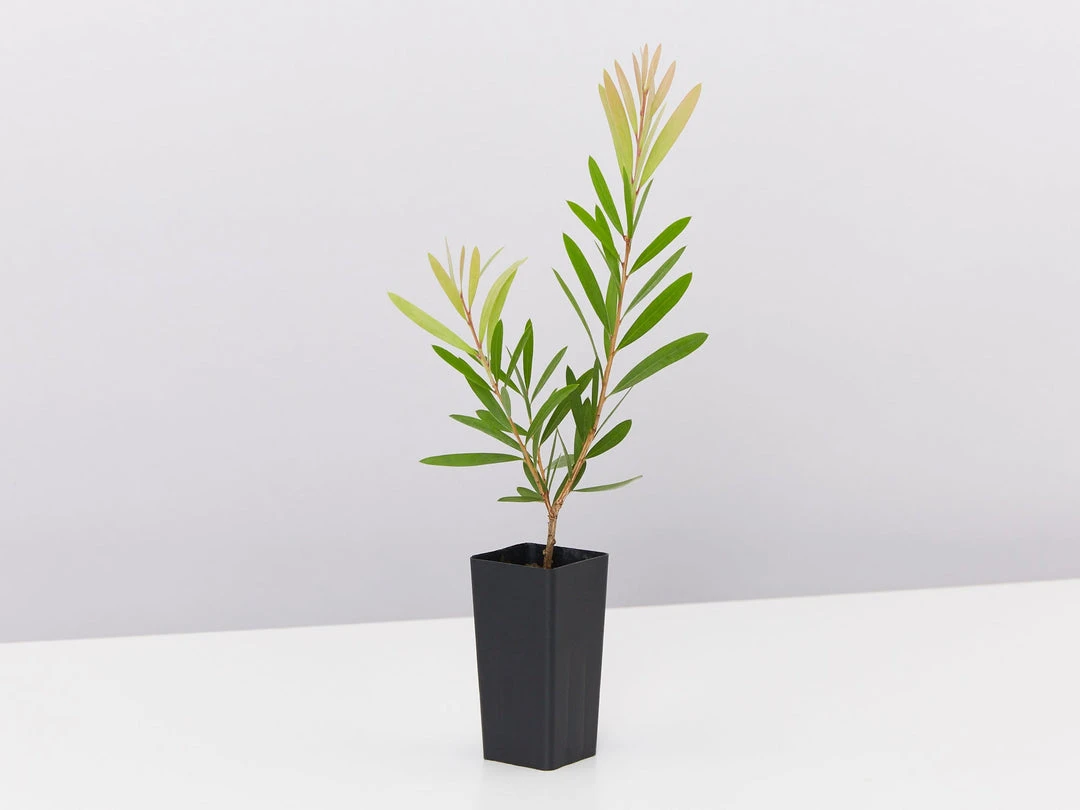 Ozbreed Callistemon Snow Burst ‘CNU07’ PBR Shrubs 6 Ozbreed Callistemon Snow Burst ‘CNU07’ PBR Shrubs