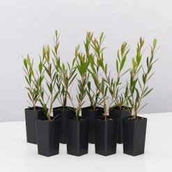 Shrubs Hedging Plants Callistemon Subulatus X Citrinus Cherry Time