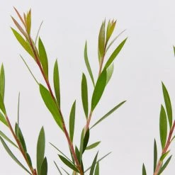 Shrubs Hedging Plants Callistemon Subulatus X Citrinus Cherry Time