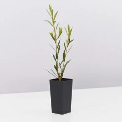 Shrubs Birds And Bees ๐ Australian Native Plant Pack 21 Shrubs Birds And Bees ???? Australian Native Plant Pack