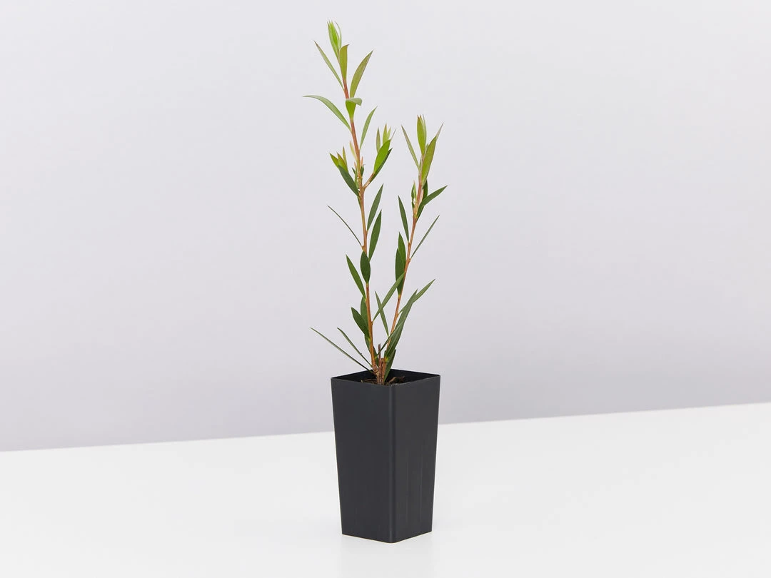 Shrubs Birds And Bees ๐ Australian Native Plant Pack 7 Shrubs Birds And Bees ???? Australian Native Plant Pack