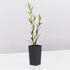 Shrubs Hedging Plants Callistemon Subulatus X Citrinus Cherry Time